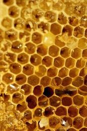 Honey May have Abilities to Fight Dental Decay