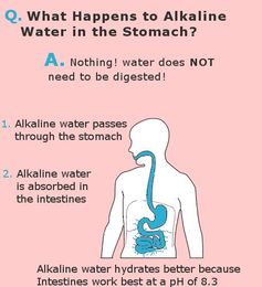 What Happens to Alkaline Water in the Stomach?
