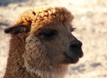 121 Words We Stole From Spanish, and Then Some More