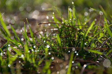 Take Steps toward a Poison-Free, Natural Lawn
