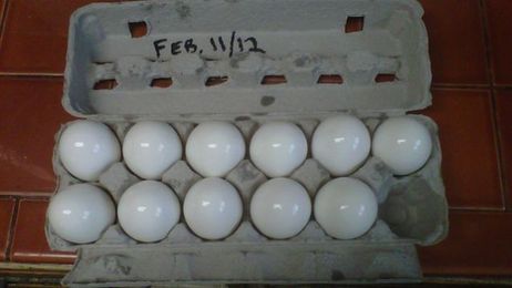 Coat Eggs in Mineral Oil to Keep Them Fresh Longer