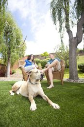Pet friendly grass is a clean alternative for apartment complexes