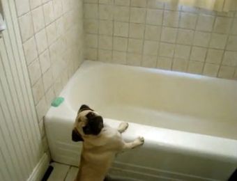 Pug Gets Excited for Bath Time