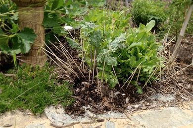 How to Stop Rabbits from Eating Your Plants