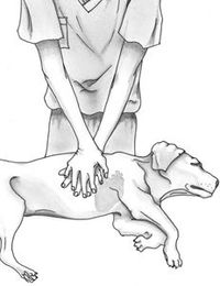 First CPR Guidelines for Pets