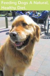 Learn What Is Safe & Healthy To Feed Your Dog