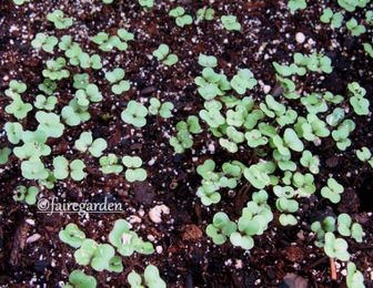 Growing Potatoes In Bags