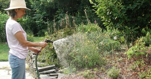 A guide to watering in extreme heat