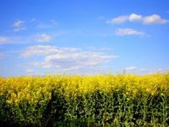 New technology eliminates plant toxins