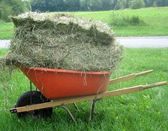 Understanding Dry Matter in Forage for Horses
