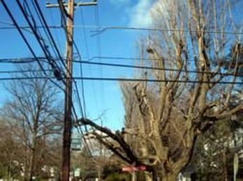 Battle Between Power Lines and Trees Can Be Won With Tree Service Incl