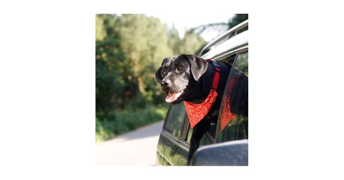 Help Your Pet Conquer Motion Sickness