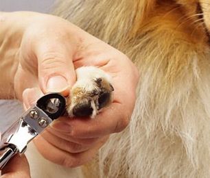 Tips to Take the Stress out of Dog Nail Trimming