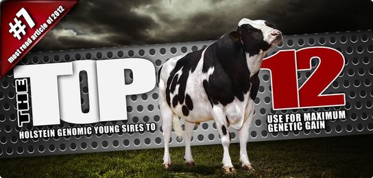 The Top 12 Holstein Genomic Young Sires To Use for Maximum Genetic Gain