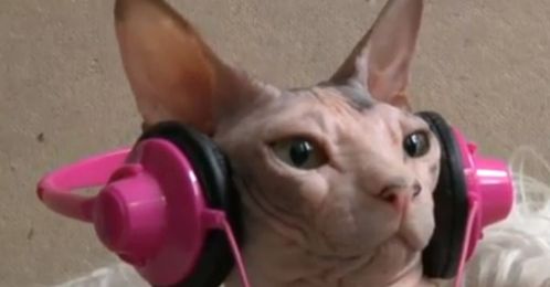 What Non-Profits Can Learn From Cat Videos