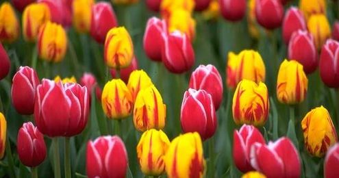 Tulips, Which one do you like more?
