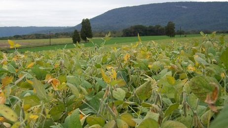 Farm-fresh infringement: Can you violate a patent by planting some seeds?