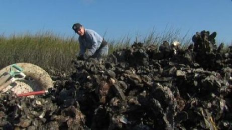 Local oysterman planting for the future