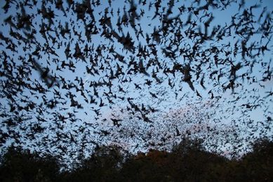 Tricks and Treats: 12 Amazing Things About Bats
