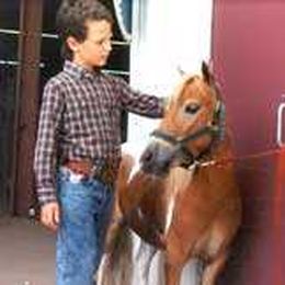 Mini Horses Shine as Therapy Animals