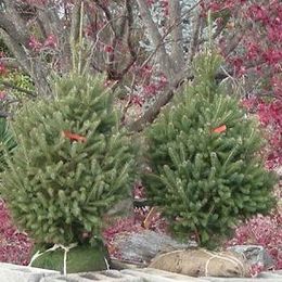 How to Plant a Christmas Tree