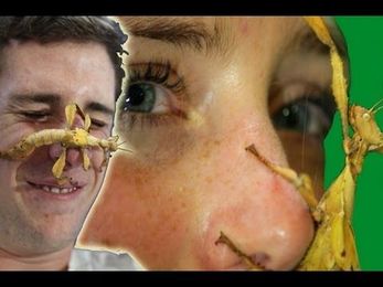 Giant Stick Insect poos on your face!