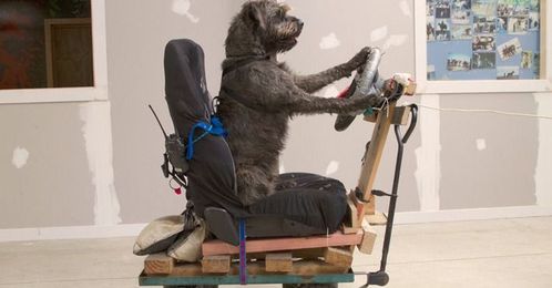 3 New Zealand Dogs Learn to Drive Mini Coopers