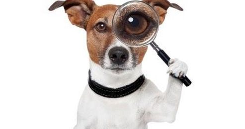 Eye Lid Tumors and Mocca's Story