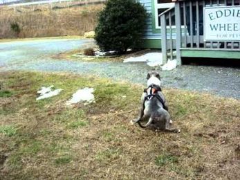 Beau, after acupuncture and chiropractic, wobbly walks