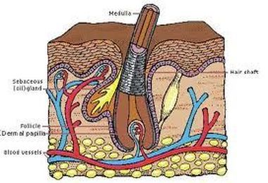 Hair and it’s Life Cycle