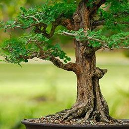 Caring For The Indoor Bonsai Tree