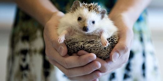 Have a hedgehog? Beware of pets spreading salmonella