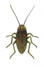 Q & A: Is My Refrigerator Attracting Roaches?