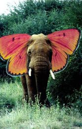 Elephants Make Pretty Butterflies