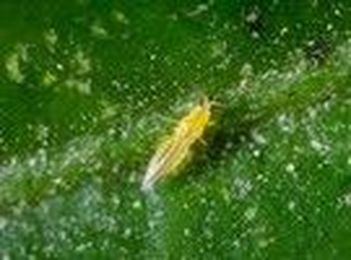 AU: Mulch and compost can tackle citrus thrips 