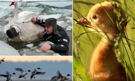 A real bird's eye view! Photographer hides in fake SWAN to take close-up wildlife shots