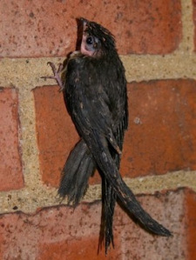 Don’t just wing it when a Swift moves into your chimney