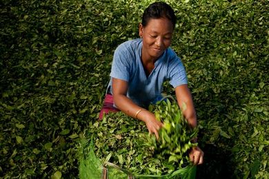 Tea’s health benefits boost its popularity