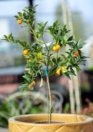 Home gardeners looking to get more for their dollar