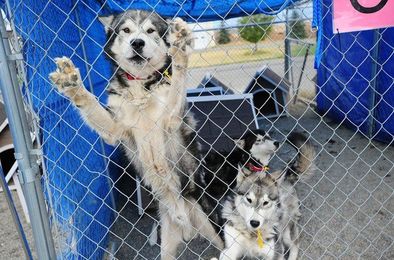 Many Animal Lovers Now See American Kennel Club as an Outlier