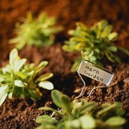 Gardening Can Keep You and Your Family Healthy!