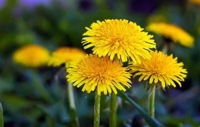 8 Backyard Weeds You Can Actually Eat