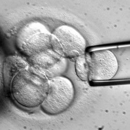 BREAKTHROUGH: Stem cell transplant heals neurological deficits in mice