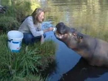 Hippo That Lives In A House