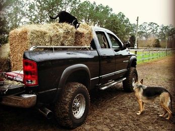 Lisa Steele: How Chickens Made Us Part of the Community