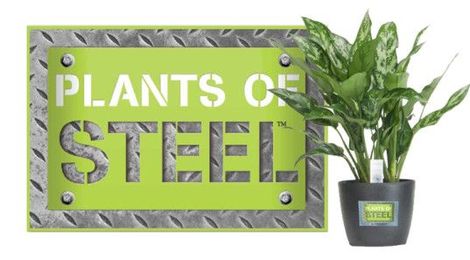 6 Hard-to-kill plants for the recovering brown thumb