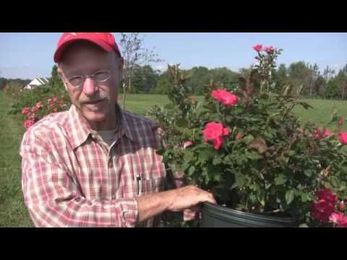 Tips on Planting Roses by Bill Radler, Breeder of "Knock Out Rose"