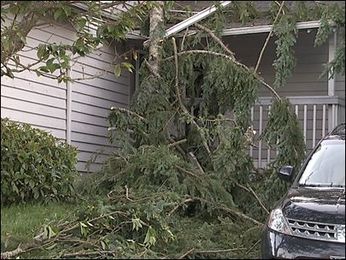 Help finding a reliable tree service