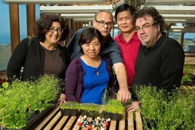 Smoke signals: How burning plants tell seeds to rise from the ashes