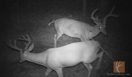 Using Trail Cameras & Minerals to See Who Survived